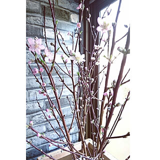 リビング/花のある暮らし/桃の花がさいた/桃の枝を貰ってきました/更年期の次は腰痛...などのインテリア実例 - 2019-03-03 09:06:41