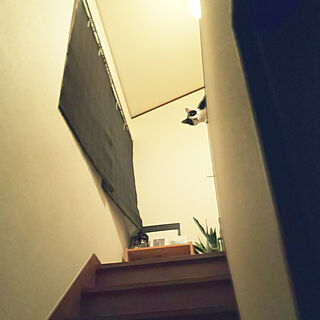 壁/天井/階段/猫のいる日常/昭和の家/猫と暮らすのインテリア実例 - 2022-08-15 07:32:31