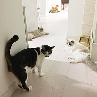 壁/天井/やっぱり猫が好き/猫のいる日常/いつもいいねやコメントありがとう♡/ねこばかりすみませんm(._.)m...などのインテリア実例 - 2016-03-10 09:18:58