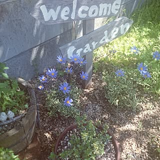 玄関/入り口/グリーンのある暮らし/お庭の風景/花のある暮らし/いいねありがとうございます...などのインテリア実例 - 2017-04-29 14:15:54