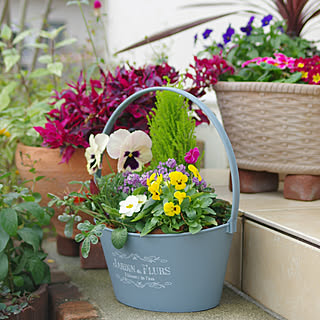 寄せ植え カインズホームの商品を使ったおしゃれなインテリア実例 Roomclip ルームクリップ