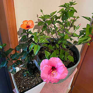 南西の玄関木漏れ日が入る/ハイビスカス鉢植え/朝晩冷える/花のある暮らし❁︎/快晴13℃...などのインテリア実例 - 2021-12-03 15:55:48