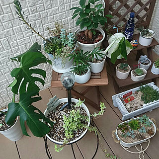 部屋全体/植物/斑入りモンステラ/100均/多肉植物♡...などのインテリア実例 - 2017-10-12 13:13:45