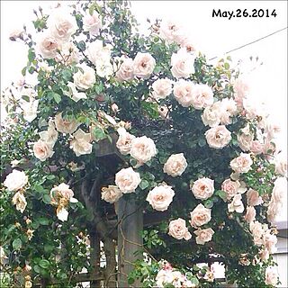 バラ/DIY/アーチ/ニュードーン/つる薔薇...などのインテリア実例 - 2014-05-26 14:38:22