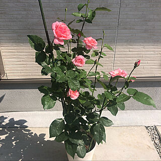 観葉植物/花/バラ/癒し/薔薇...などのインテリア実例 - 2022-05-28 09:31:08
