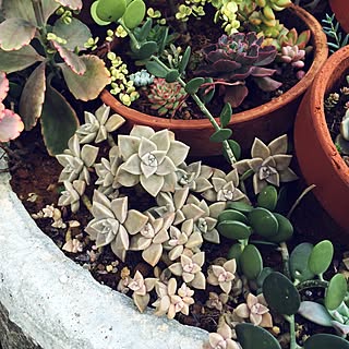 多肉植物/雨ざらし/寄せ植え♥︎/じいさまんちのインテリア実例 - 2016-04-10 01:22:34