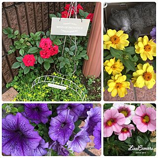 玄関/入り口/花のある暮らし/モリモリ成長中/植物のインテリア実例 - 2017-05-26 19:39:54