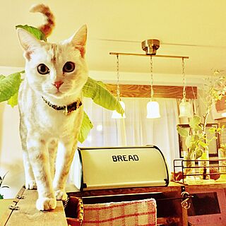 キッチン/DIY/猫のいる日常/小さなおうち/ねこ部...などのインテリア実例 - 2017-04-01 21:28:36