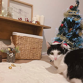 クリスマス/ねこと暮らす/猫のいる暮らし/ヅラ猫/ねことXmas...などのインテリア実例 - 2021-12-25 19:53:40