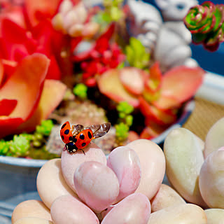 てんとう虫/好きなものに囲まれて暮らす/植物のある暮らし/緑のある暮らし/多肉植物のある暮らし...などのインテリア実例 - 2022-04-22 21:25:38