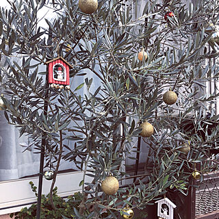 オリーブの木/クリスマス/玄関/入り口のインテリア実例 - 2021-11-14 11:03:04