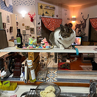 壁面ディスプレイ/カウンター上の台の上の猫/夕飯準備を見る猫/ねこのいる風景/白キジのん...などのインテリア実例 - 2022-02-26 18:10:26