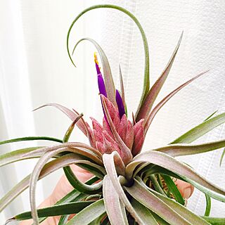 部屋全体/NO GREEN NO LIFE/tillandsia/@s-tillandsia/hybrid...などのインテリア実例 - 2016-05-25 17:41:46