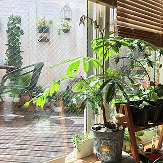 部屋全体/フォロワーさん100人♡感謝/観葉植物/ウッドデッキ/ベランダガーデン...などのインテリア実例 - 2016-08-01 09:34:16