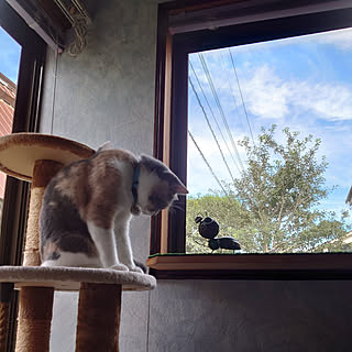 壁/天井/築年数46年以上/くつろぎ空間/三毛猫/保護猫...などのインテリア実例 - 2022-08-31 08:32:29