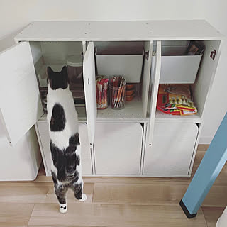 保護猫 扉付きカラーボックスのインテリア実例 Roomclip ルームクリップ