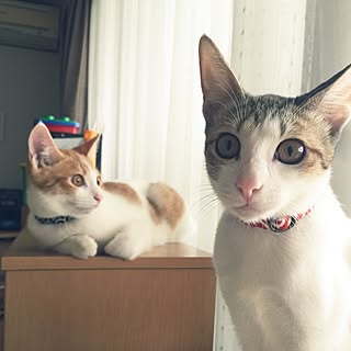 リビング/猫/猫のいる日常/部屋の写真ではなくてすみません(^^;;/オシャレじゃなくてすいません(;´д｀)...などのインテリア実例 - 2016-09-14 10:41:34