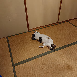 部屋全体/猫のいるお部屋/猫/ちょっとひと休み♪/今日のおきょうさんのインテリア実例 - 2019-12-02 19:12:01