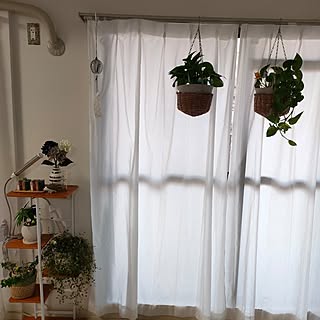 部屋全体/観葉植物のある暮らし/ダイソー♡/いいね、フォロー本当に感謝です♡/１００均...などのインテリア実例 - 2023-07-03 18:50:01