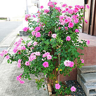 玄関/入り口/玄関前のシンボルツリー/マヌウメイアン、繰り返し咲いています♪/火の国熊本の暑さに負けない薔薇/冬でも咲いてます♪...などのインテリア実例 - 2021-09-03 17:25:24