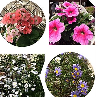 庭に咲いた花♡/部屋全体/いいね&フォローありがとうございます☆/花大好き❤/いつもありがとうございます。...などのインテリア実例 - 2017-05-13 10:09:33