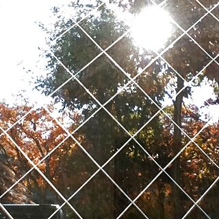 紅葉/ベランダから/ガラス窓/景色のインテリア実例 - 2012-12-06 10:28:23