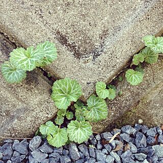 玄関/入り口/名前がわからない子/植物/教えて下さい♡のインテリア実例 - 2016-03-20 13:40:56