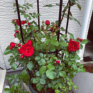 フロレンティーナ/庭/お庭を楽しむ/バラ/薔薇...などのインテリア実例 - 2022-05-13 21:25:32
