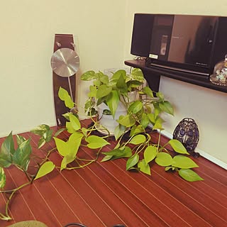 部屋全体/観葉植物/DIY/アイビー/ポトス...などのインテリア実例 - 2016-08-02 10:24:34