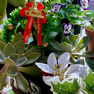 部屋全体/花と緑のある暮らし/お花大好き♡/観葉植物大好き❤︎/多肉植物...などのインテリア実例 - 2018-11-21 06:15:29