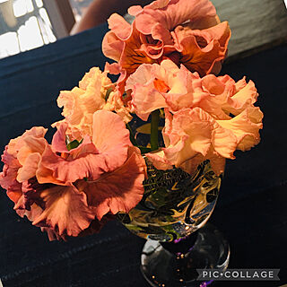 花を飾る暮らし/グラスに/ゴージャス/パンジー/テラスの花...などのインテリア実例 - 2021-03-10 07:57:53