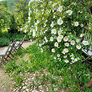 玄関/入り口/おうちではありませんが…/花の寺/モッコウバラ/築40年賃貸...などのインテリア実例 - 2022-05-02 17:08:53