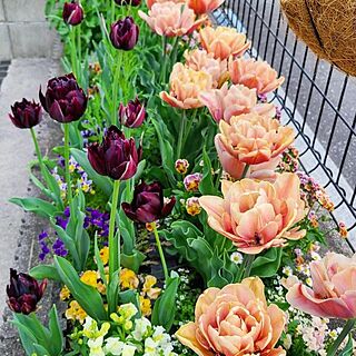 花のある暮らし/花壇/チューリップ/ビオラ/小さい庭...などのインテリア実例 - 2023-05-02 08:05:57