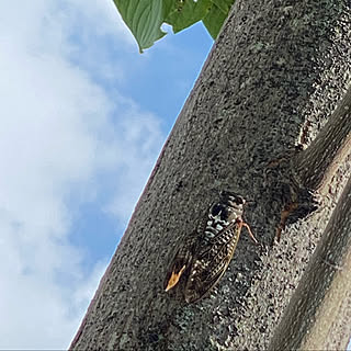 夏って感じですなぁ…/あぢぃ…/仕事帰り/今日は15時まで/こどもと暮らす...などのインテリア実例 - 2021-07-28 16:01:38