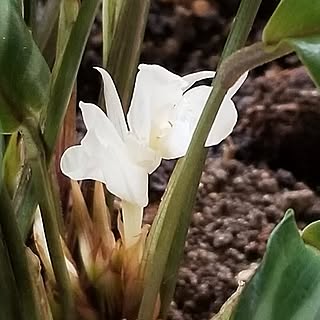 部屋全体/花のある暮らし/カラテア/ダイソーの観葉植物/切り株...などのインテリア実例 - 2023-04-24 08:36:13