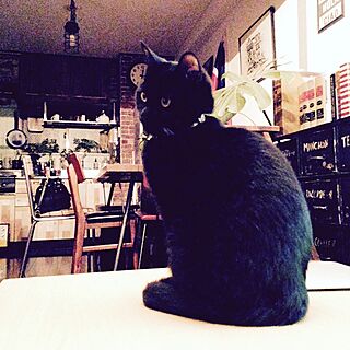 彼女(猫)と彼(猫)と僕の日常/黒猫の朔太郎のインテリア実例 - 2014-12-10 23:09:04