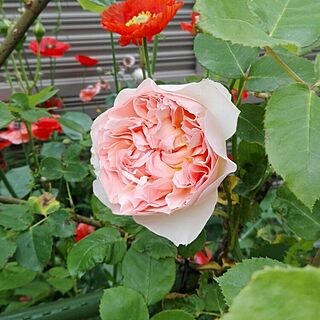 リビング/エブリン/薔薇のインテリア実例 - 2016-05-25 05:47:33