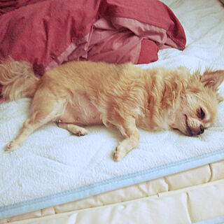 ベッド周り/愛犬♡のインテリア実例 - 2020-08-07 06:15:32