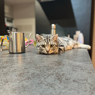 猫と暮らす/キッチンのインテリア実例 - 2022-02-22 06:07:27