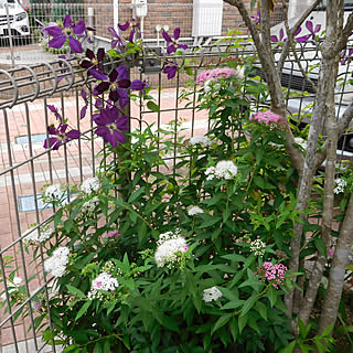 クレマチス ミケリテのインテリア実例 Roomclip ルームクリップ