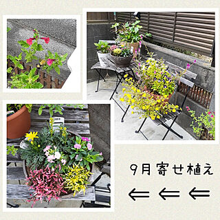 玄関/入り口/ガーデニング/ガーデニング初心者/寄せ植え/寄せ植え初心者...などのインテリア実例 - 2021-09-25 15:17:42