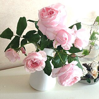 棚/植物/庭の薔薇のインテリア実例 - 2013-05-19 15:04:24