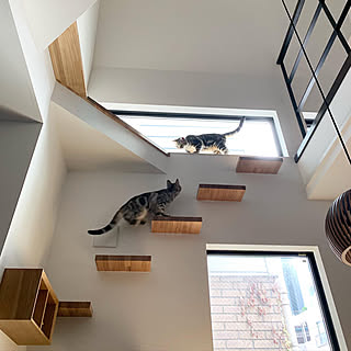 キャットハウスのインテリア実例 | RoomClip(ルームクリップ) キャットハウスのインテリア実例 | RoomClip(ルームクリップ)