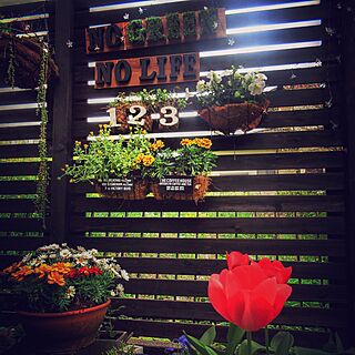 玄関/入り口/チューリップは赤しか咲かない/ウッドフェンスDIY/DIY/NO GREEN NO LIFE...などのインテリア実例 - 2016-04-11 07:43:07