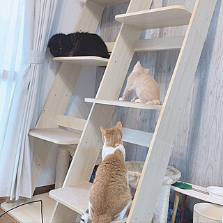 RoomClipアンケート/リビング/猫との暮らし/猫のいる部屋のインテリア実例 - 2020-01-15 09:36:19