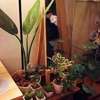 棚/植物/観葉植物/多肉植物のインテリア実例 - 2013-10-24 21:10:07