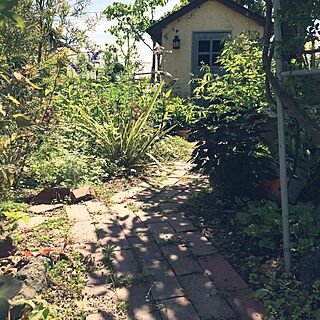 ベッド周り/植物/DIY/DIY小屋/ガーデン...などのインテリア実例 - 2015-06-04 12:02:53