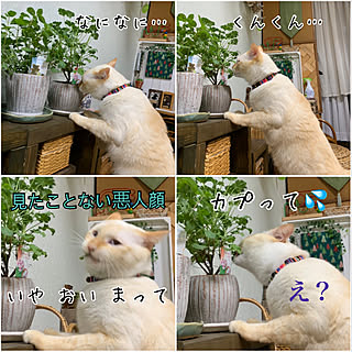 笹かま猫/今日のねこ/観葉植物のある暮らし/古い家/癒し...などのインテリア実例 - 2022-08-24 20:38:58