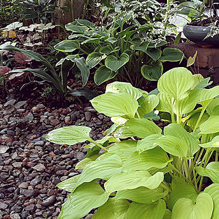 壁/天井/2021.5.24/庭の草花/雨上がり/庭...などのインテリア実例 - 2021-05-24 06:31:03