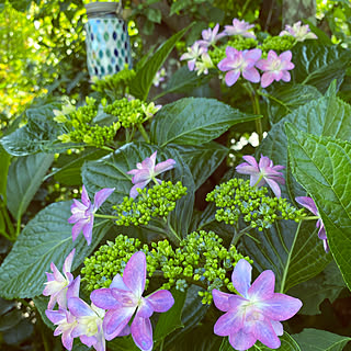 ステンドガラス風/額あじさい/額紫陽花/あじさい/花のある暮らし...などのインテリア実例 - 2022-05-30 16:08:50